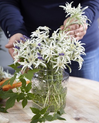 Leontopodium-Blossom of Snow_Close up flower