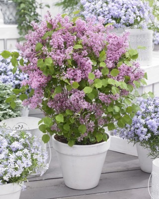 Syringa-Flowerfesta Pink_Patio