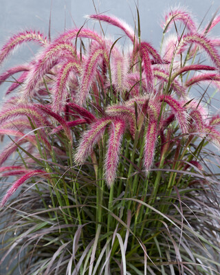 Pennisetum Tiny Tails
