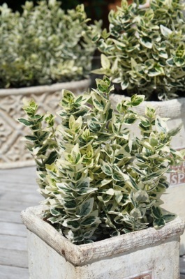 Euonymus-Dan's Delight_Pot