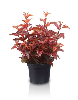 Photinia-Little Angel_Pot