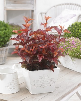 Photinia-Little Angel_Patio