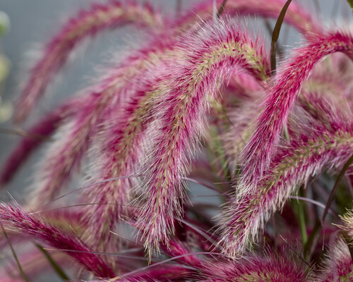 Pennisetum Tiny Tails