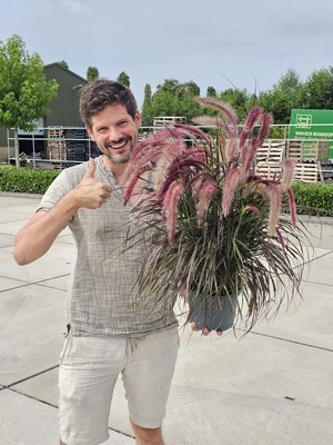 Pennisetum Tiny Tails