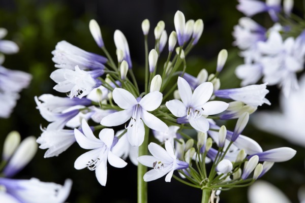 Agapanthus-Twister_Flower