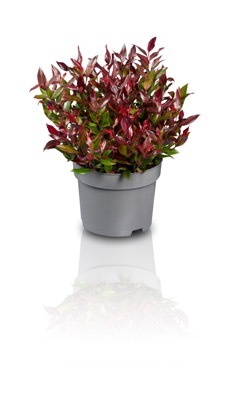 Leucothoe-Little Flames_Pot