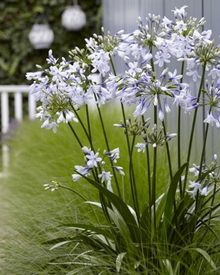 Agapanthus-Twister_Garden