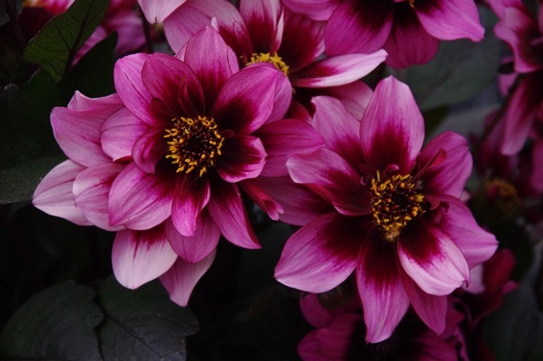 Dahlia-Dreamy Nights_Flower