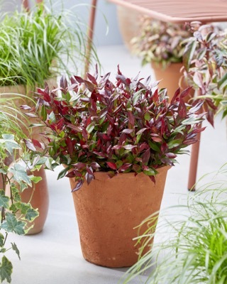 Leucothoe-Little Flames_Patio