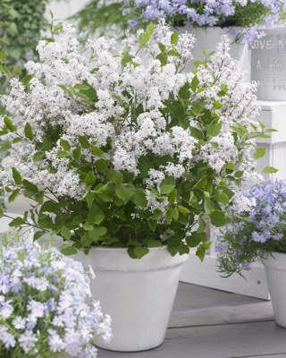 Syringa-Flowerfeste White_Patio