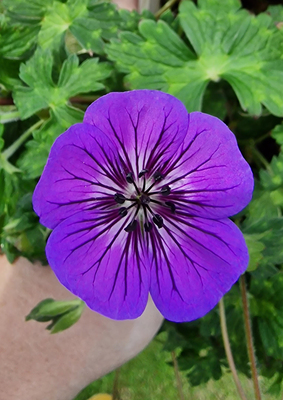 Geranium Mary-Anne