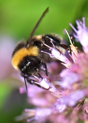 Agastache-Beelicious Purple_Close up flower