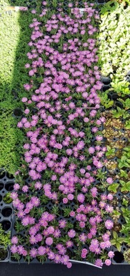 Delosperma-Candystone_Nursery