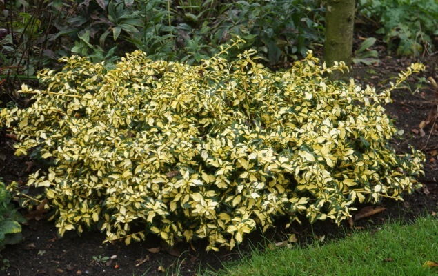 Euonymus-Summer Runner_Garden