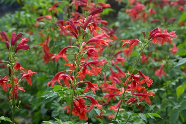 Tecomaria_Cape Town Red_Flower