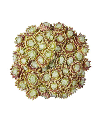Sempervivum Lemon Flare