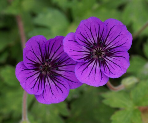 Geranium Mary-Anne