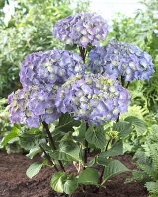 Hydrangea-Peacock_Garden