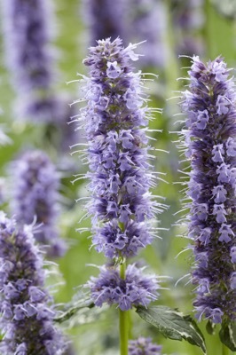 Agastache-Crazy Fortune_Close up flower