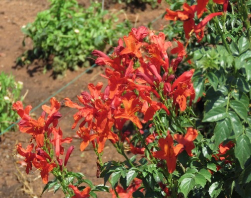 Tecomaria_Cape Town Red_Garden