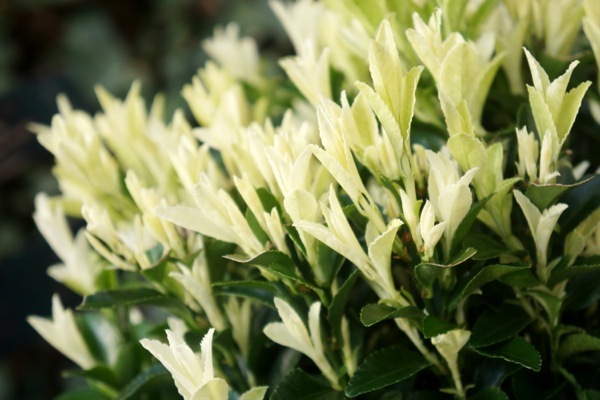 Euonymus-Paloma Blanca_Foliage