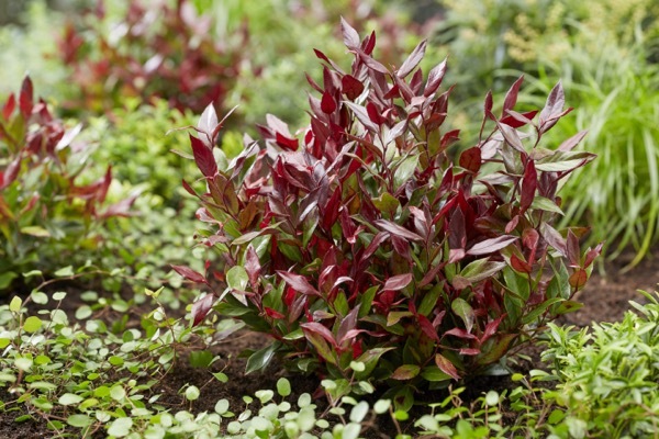 Leucothoe-Little Flames_Garden