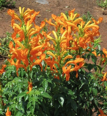 Tecomaria-Cape Town Orange_Nursery