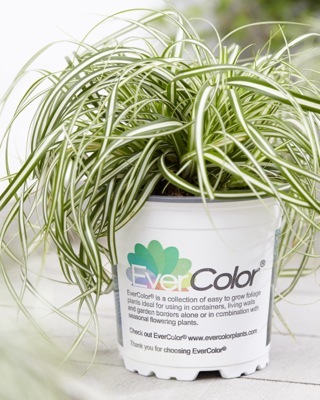 Carex-Everlite_Pot