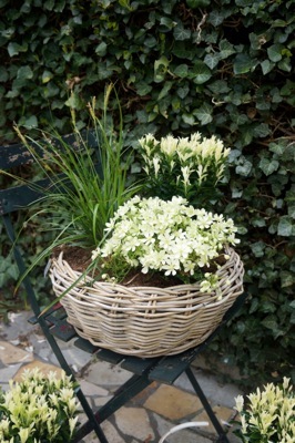 Euonymus-Paloma Blanca_