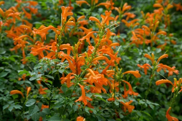 Tecomaria-Cape Town Orange_Flower