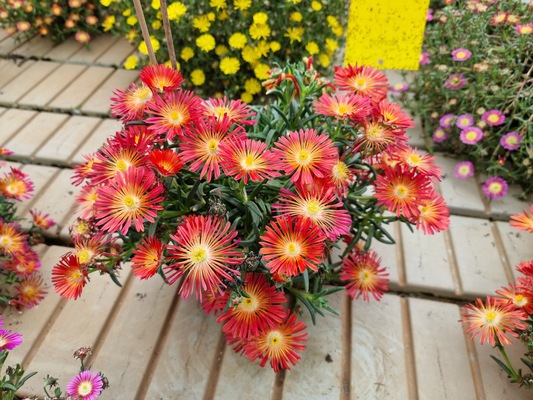 Delosperma Ocean Sunset Scarlet Flare