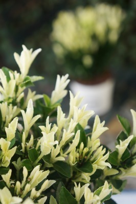 Euonymus-Paloma Blanca_Close up foliage