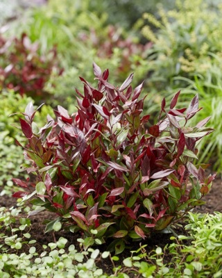 Leucothoe-Little Flames_Garden