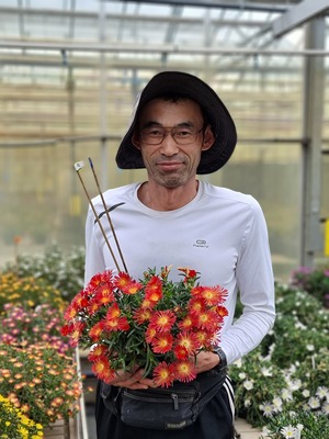 Delosperma Ocean Sunset Scarlet Flare