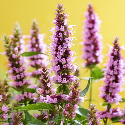 Agastache Beelicious Pink