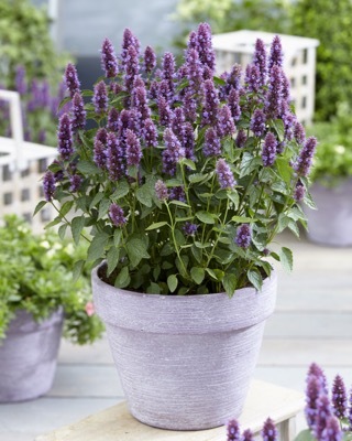 Agastache-Beelicious Purple_Patio