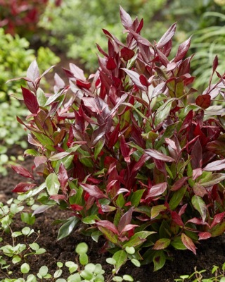 Leucothoe-Little Flames_Garden