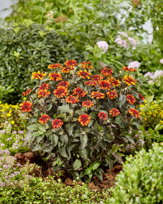 Heliopsis Luna Roja