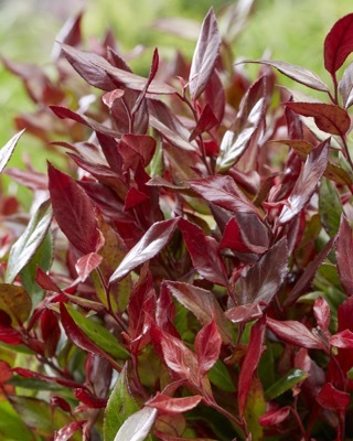 Leucothoe-Little Flames_Foliage