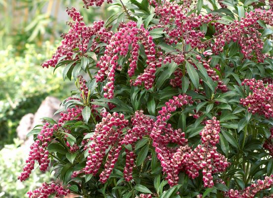 Pieris-Passion_Flowers