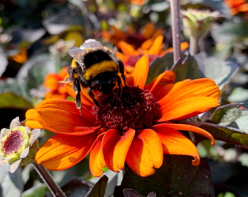 Heliopsis Luna Roja