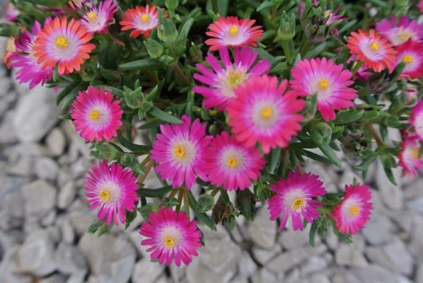 Delosperma-Jewel of Desert Amethyst_Flower