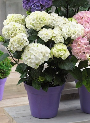 Hydrangea-Zebra_Pot