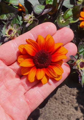 Heliopsis Luna Roja