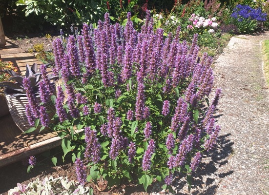 Agastache-Beelicious Purple_Garden