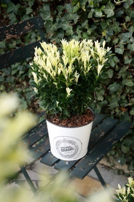 Euonymus-Paloma Blanca_Patio