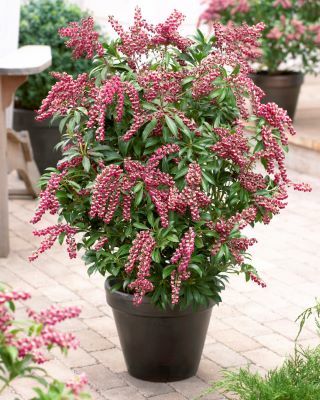 Pieris-Passion_Pot