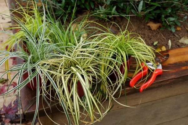 Carex-Everoro_Patio