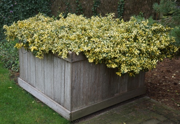 Euonymus-Summer Runner_Garden