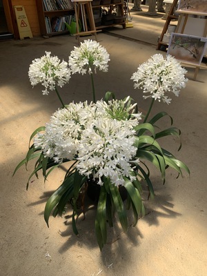 Agapanthus Ice Angel